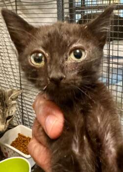 Domestic Short Hair Cats Available for Adoption in New Braunfels, Texas - Jordan | PetCurious
