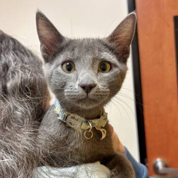 Smoke -  Domestic Long Hair Cat for Adoption in Sonora, California - Smoke | PetCurious