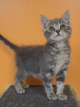 Gravy -  Domestic Short Hair Cat for Adoption in Yorktown, Indiana - Gravy | PetCurious