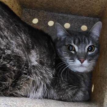 Domestic Medium Hair Cats Available for Adoption in Cheyenne, Wyoming - Pixel | PetCurious