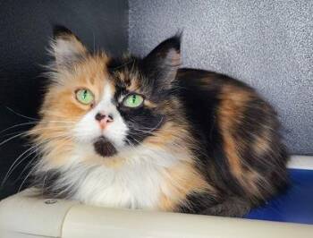 Calico Cats Available for Adoption - 6937 (Baby) | PetCurious