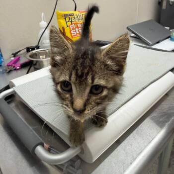 Cookie Dough -  Domestic Short Hair Cat for Adoption in Morganton, North Carolina - Cookie Dough | PetCurious
