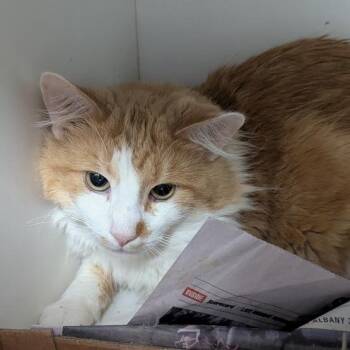 Ruffles -  Domestic Medium Hair Cat for Adoption in Jeffersonville, Indiana - Ruffles | PetCurious