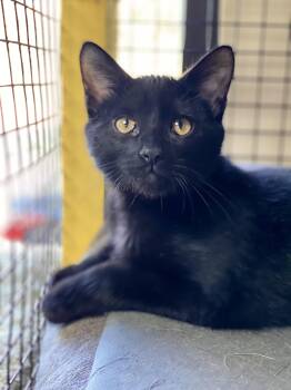 Rescue Domestic Short Hair Cats for Adoption in Collierville, Tennessee - Oliver | PetCurious