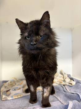 Domestic Medium Hair Cats Available for Adoption in Delson, Quebec - Roger | PetCurious