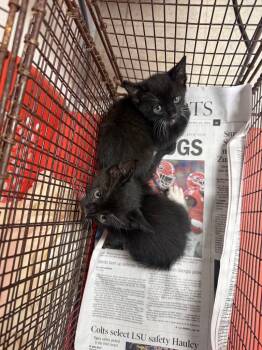 Domestic Short Hair Cats Available for Adoption in Sorrento, Louisiana - 26-0508C | PetCurious