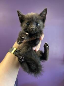 Binx -  Domestic Short Hair Cat for Adoption in Salt Lake City, Utah - Binx | PetCurious