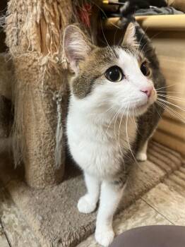 Flossie -  Domestic Short Hair Cat for Adoption in Wheaton, Illinois - Flossie | PetCurious