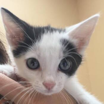 FWT Skunk -  Domestic Short Hair Cat for Adoption in Midland, Texas - FWT Skunk | PetCurious