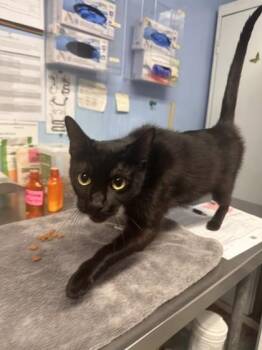Angie -  Domestic Short Hair Cat for Adoption in Roseville, California - Angie | PetCurious