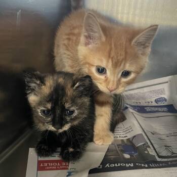 Domestic Short Hair Cats Available for Adoption in Lenoir City, Tennessee - Fergie | PetCurious