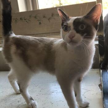 Mako -  Domestic Short Hair Cat for Adoption in Lodi, California - Mako | PetCurious