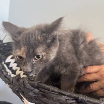 Rescue Domestic Medium Hair Cats for Adoption in South Haven, Michigan - Satin | PetCurious