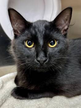 Domestic Medium Hair Cats Available for Adoption in Wichita, Kansas - Russel The Wilderness Explorer | PetCurious