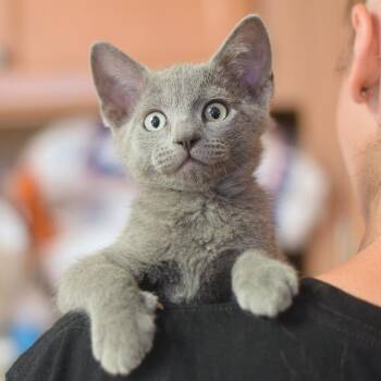 Fog -  Domestic Short Hair Cat for Adoption in Belleville, Illinois - Fog | PetCurious