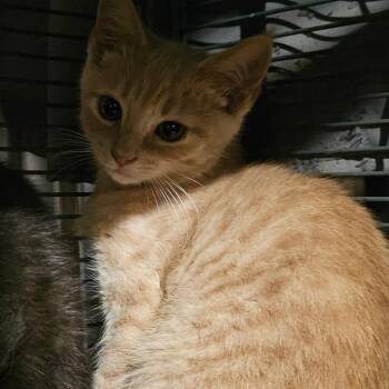 Zen Jr -  Domestic Short Hair Cat for Adoption in Ringtown, Pennsylvania - Zen Jr | PetCurious