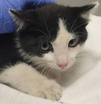 Progress -  Domestic Short Hair Cat for Adoption in Eugene, Oregon - Progress | PetCurious