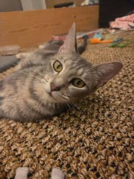 Cricket -  Domestic Short Hair Cat for Adoption in Papillion, Nebraska - Cricket | PetCurious