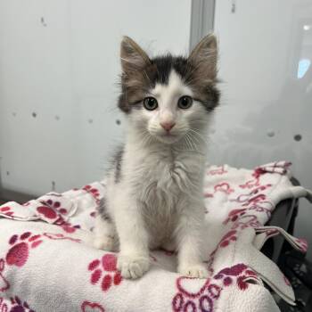 Dandy Lion -  Domestic Medium Hair Cat for Adoption in Fairmont, Minnesota - Dandy Lion | PetCurious