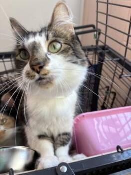 26-527 -  Domestic Long Hair and Domestic Short Hair Cat for Adoption in Barnesville, Georgia - 26-527 | PetCurious