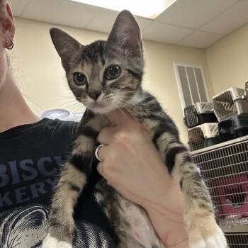 Tac -  Domestic Short Hair Cat for Adoption in Titusville, Florida - Tac | PetCurious