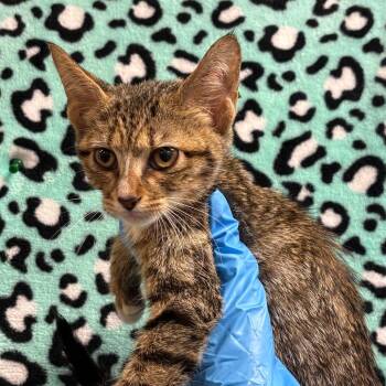 Elroy -  Domestic Short Hair Cat for Adoption in San Antonio, Texas - Elroy | PetCurious