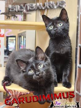 Rescue Domestic Long Hair and Domestic Short Hair Cats for Adoption in Ottawa Hills, Ohio - Garudimimus And Silvisaurus | PetCurious