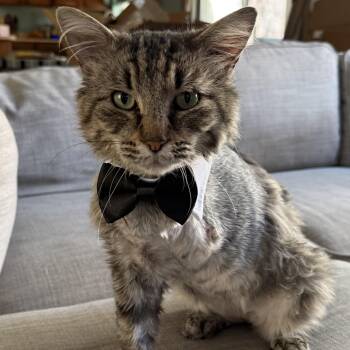 Domestic Long Hair Cats Available for Adoption - Ernie | PetCurious