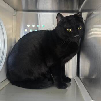 Domestic Short Hair Cats Available for Adoption - Atlas Houston | PetCurious