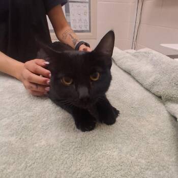 Noodle -  Domestic Short Hair Cat for Adoption in Murray, Utah - Noodle | PetCurious
