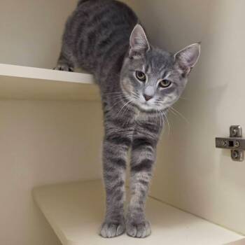 Fuzzball -  Domestic Short Hair Cat for Adoption in Waynesboro, Pennsylvania - Fuzzball | PetCurious
