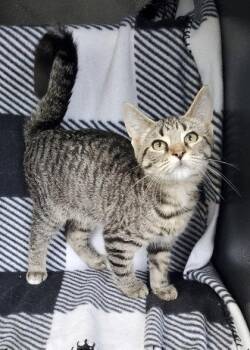 7122 (Drizzle) -  Domestic Short Hair Cat for Adoption in Lake City, Michigan - 7122 (Drizzle) | PetCurious