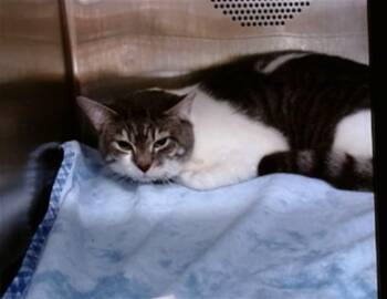 Domestic Short Hair Cats Available for Adoption in Albuquerque, New Mexico - TURBO | PetCurious