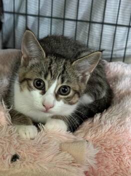 Domestic Short Hair Cats Available for Adoption in Virginia Beach, Virginia - Fritzy 2023 | PetCurious