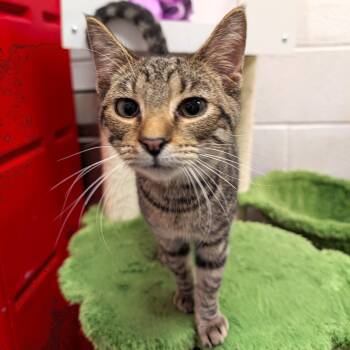 James -  Tabby and Domestic Short Hair Cat Available for Adoption in Smithfield, North Carolina - James | PetCurious