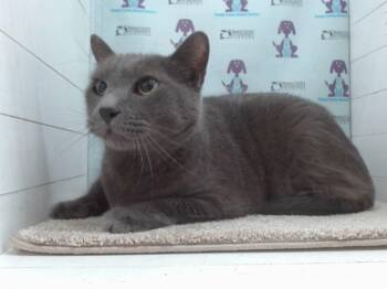 Rescue Domestic Short Hair and Russian Blue Cats for Adoption in Orlando, Florida - SHILOH | PetCurious