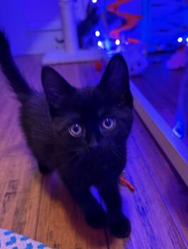 Domestic Short Hair Cats Available for Adoption in Poplar Grove, Illinois - Isis | PetCurious