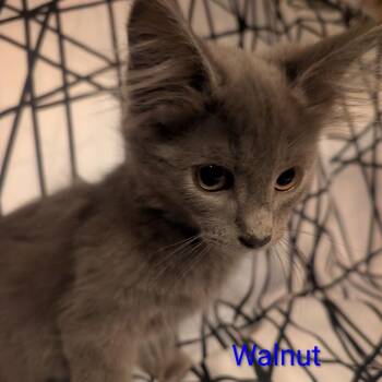 Walnut -  Russian Blue and Domestic Long Hair Cat for Adoption in Carmel, Indiana - Walnut | PetCurious