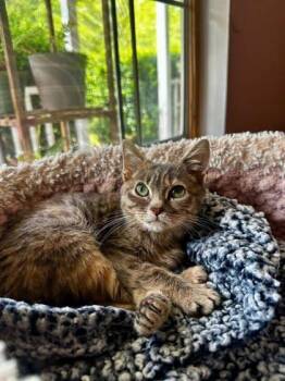 Domestic Short Hair Cats Available for Adoption in Wilmington Island, Georgia - Blair | PetCurious