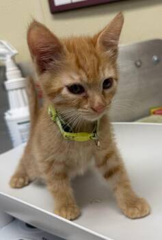Ratchet -  Domestic Short Hair Cat for Adoption in Black Eagle, Montana - Ratchet | PetCurious