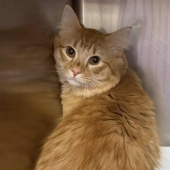Domestic Medium Hair Cats Available for Adoption in New York, New York - Mufasa | PetCurious