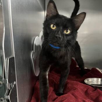 Domestic Short Hair Cats Available for Adoption in Lakeland, Florida - Ollie | PetCurious