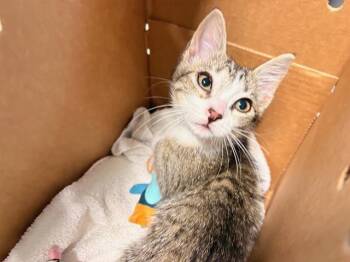 JOYBURST -  Domestic Short Hair Cat for Adoption in Tustin, California - JOYBURST | PetCurious