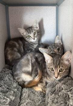 Berries, Bean and Olive -  Domestic Short Hair Cat for Adoption in Gardnerville, Nevada - Berries, Bean And Olive | PetCurious