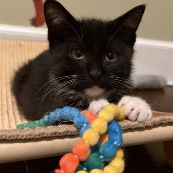 Mage -  Domestic Short Hair Cat for Adoption - Mage | PetCurious