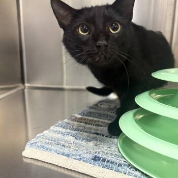 Charcoal -  Domestic Short Hair Cat for Adoption in Saint Charles, Missouri - Charcoal | PetCurious