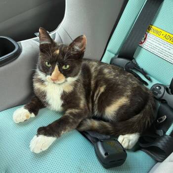 Maisy -  Domestic Short Hair Cat for Adoption in Carmel, Indiana - Maisy | PetCurious