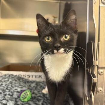Sloop -  Domestic Short Hair Cat for Adoption in Richmond, Virginia - Sloop | PetCurious