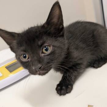 Rescue Domestic Short Hair Cats for Adoption in Hendersonville, North Carolina - Marlon | PetCurious