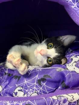 Rescue Domestic Short Hair and Tuxedo Cats for Adoption in Fort Lauderdale, Florida - Seashell | PetCurious